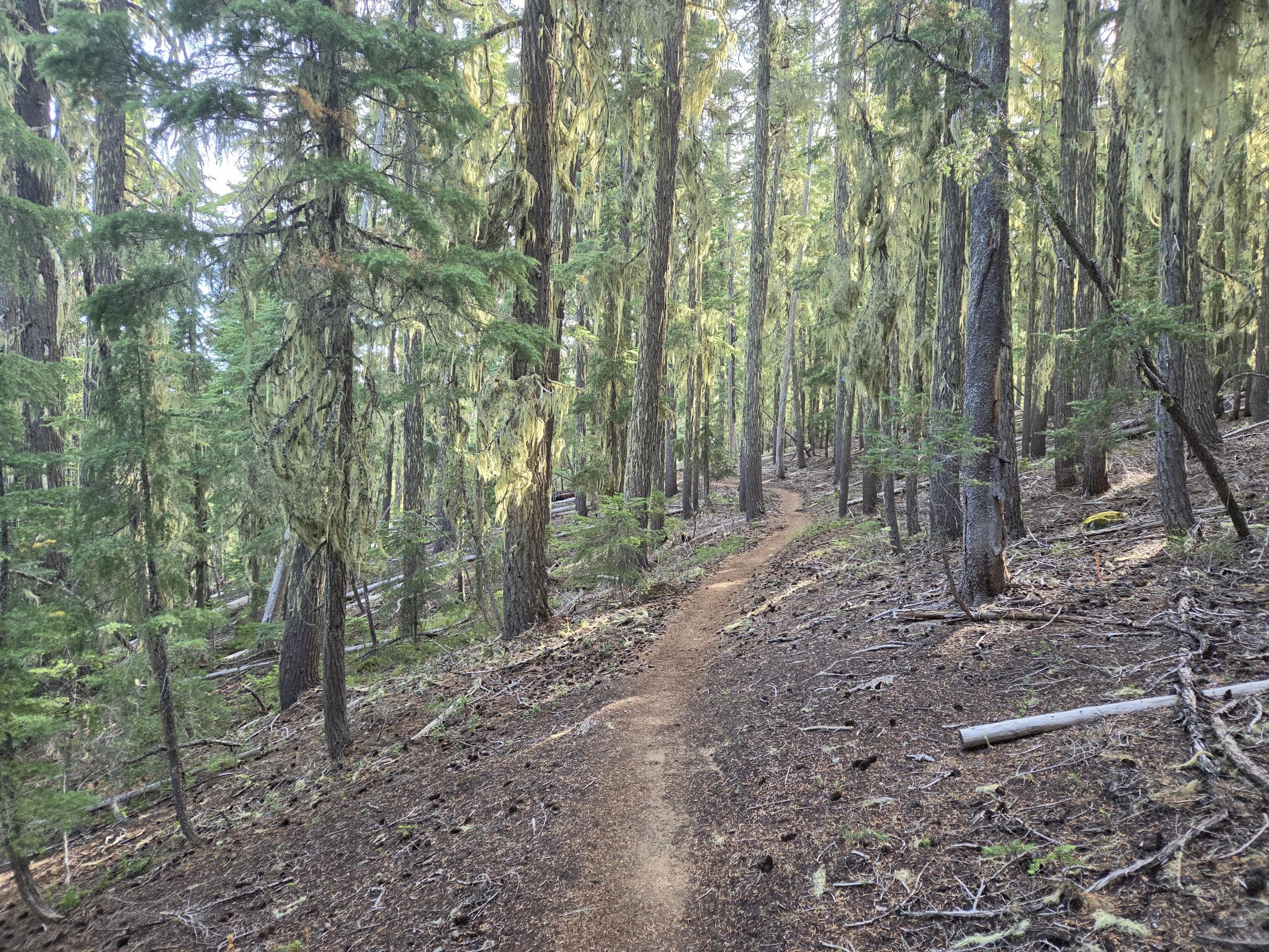 Forested Maiden Peak Trail through the Deschutes National Forest